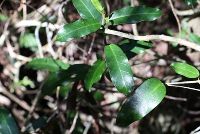 Leichhardtia flavescens, photographed by Greg Tasney