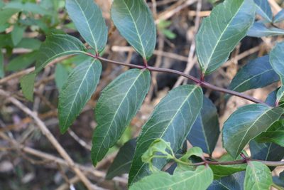 Polyscias sambucifolia, photographed by Greg Tasney