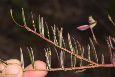 Polygala peduncularis, photographed by Brian du Preez
