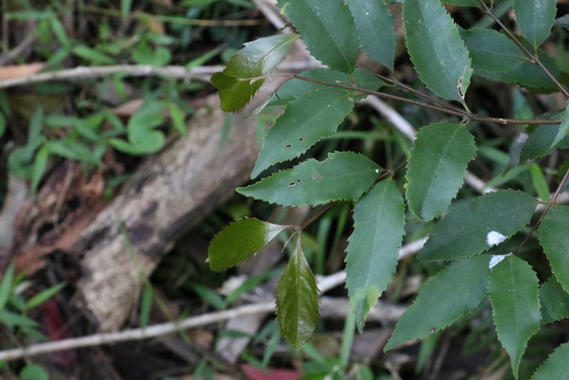 Daphnandra apatela, photographed by Greg Tasney