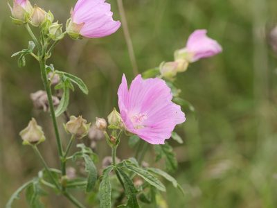 Malva alcea, photographed by Alexis Tinker-Tsavalas