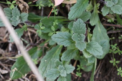 Ajuga sinuata, photographed by Greg Tasney