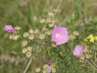 Malva alcea, photographed by Alexis Tinker-Tsavalas