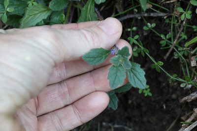 Ajuga sinuata, photographed by Greg Tasney