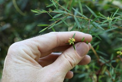 Pimelea neoanglica, photographed by Greg Tasney