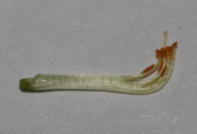 Aspalathus prostrata, photographed by Brian du Preez
