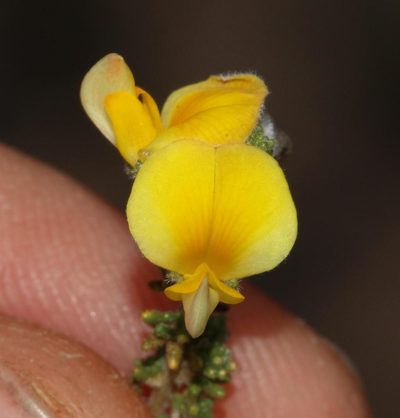 Aspalathus prostrata, photographed by Brian du Preez