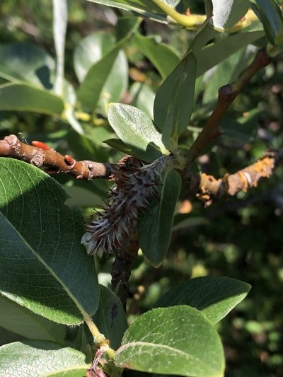 Salix barclayi, photographed by Jared Shorma