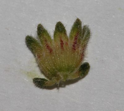 Aspalathus prostrata, photographed by Brian du Preez