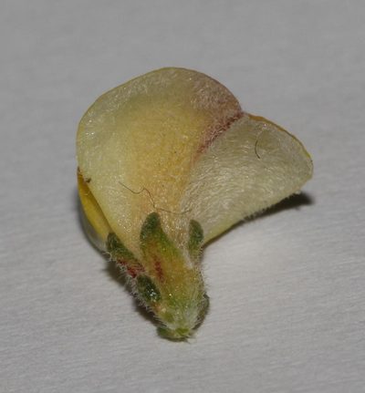 Aspalathus prostrata, photographed by Brian du Preez