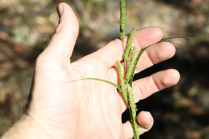 Carex fascicularis, photographed by Greg Tasney