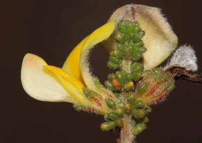 Aspalathus prostrata, photographed by Brian du Preez