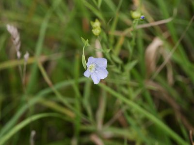 Linum usitatissimum, photographed by Alexis Tinker-Tsavalas