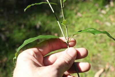 Leichhardtia flavescens, photographed by Greg Tasney