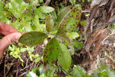 Alseuosmia macrophylla, photographed by Oscar Dove