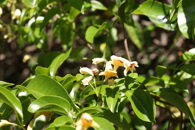 Pandorea floribunda, photographed by Greg Tasney