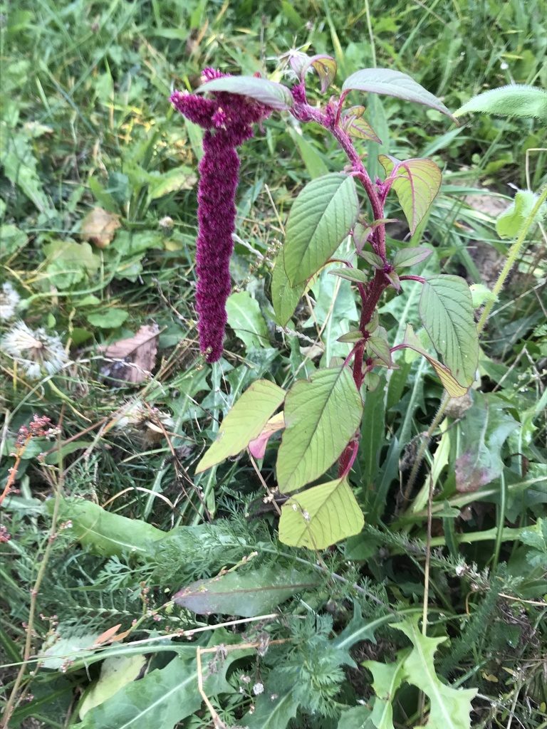 Amaranthus caudatus, photographed by T. Pedro Hafermann
