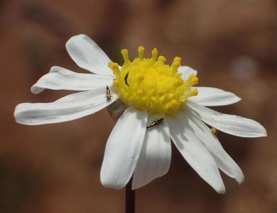 Crassothonna alba, photographed by Nicola van Berkel