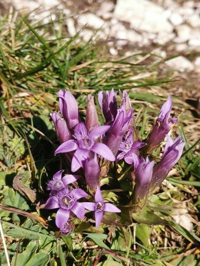 Gentianella anisodonta, photographed by Ljaž