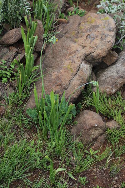 Senecio rhomboideus, photographed by Tony Rebelo