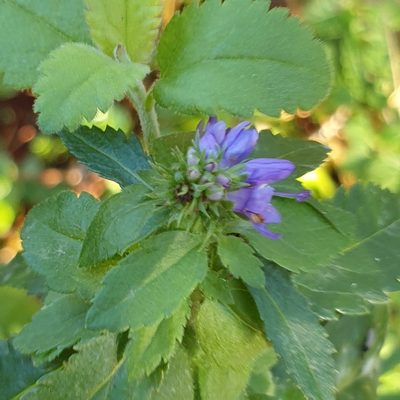 Veronica longifolia, photographed by Cilla Moerman