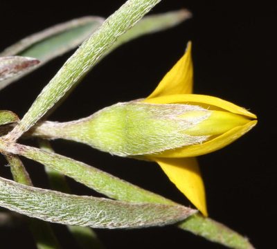 Argyrolobium harmsianum, photographed by Brian du Preez