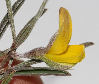 Argyrolobium harmsianum, photographed by Brian du Preez