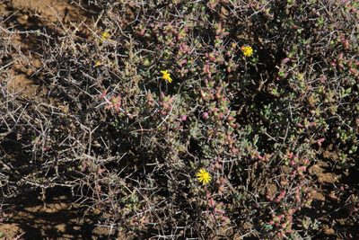 Crassothonna sedifolia, photographed by Tony Rebelo