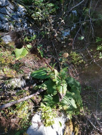 Cirsium carniolicum, photographed by Ljaž