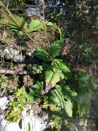 Cirsium carniolicum, photographed by Ljaž