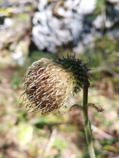 Cirsium carniolicum, photographed by Ljaž