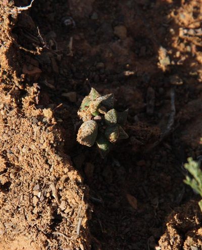 Anacampseros arachnoides, photographed by Tony Rebelo