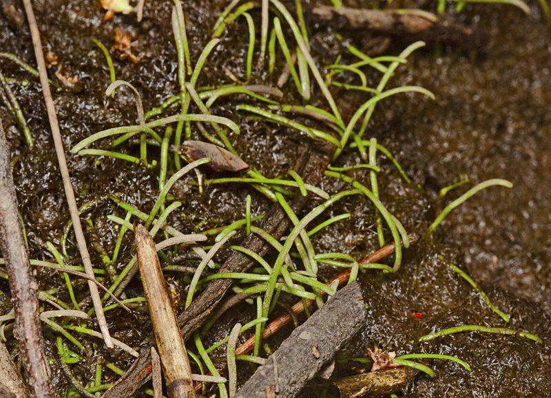 Lilaeopsis brisbanica, photographed by Tony Eales