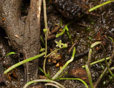 Lilaeopsis brisbanica, photographed by Tony Eales