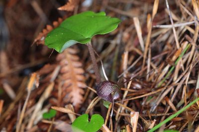 Corybas sulcatus, photographed by Dave Boyle