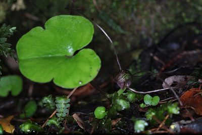 Corybas sulcatus, photographed by Dave Boyle