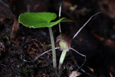Corybas sulcatus, photographed by Dave Boyle
