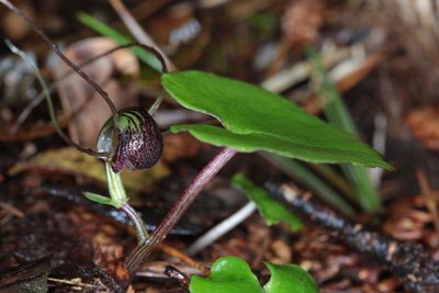 Corybas sulcatus, photographed by Dave Boyle