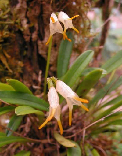 Masdevallia chontalensis, photographed by Gail A Baker