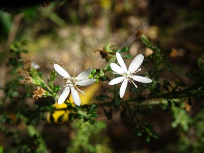 Olearia microphylla, photographed by Gary Williams