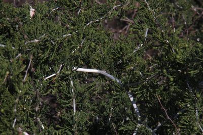 Asparagus burchellii, photographed by Tony Rebelo