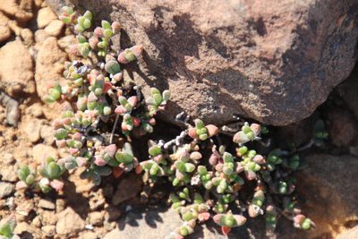 Rhinephyllum parvifolium, photographed by Tony Rebelo