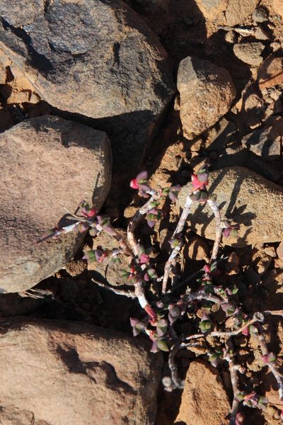 Chasmatophyllum nelii, photographed by Tony Rebelo