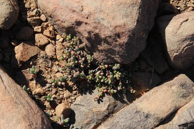 Rhinephyllum parvifolium, photographed by Tony Rebelo