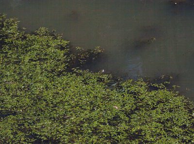 Potamogeton octandrus, photographed by Tony Eales