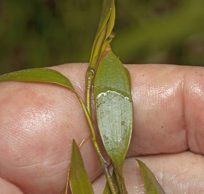 Potamogeton octandrus, photographed by Tony Eales