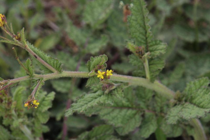 Erucastrum austroafricanum, photographed by Tony Rebelo