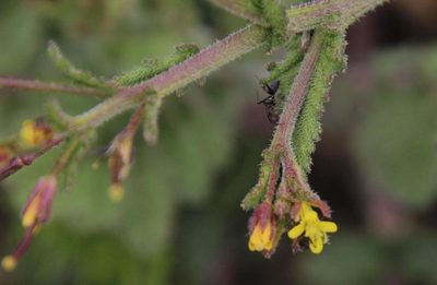 Erucastrum austroafricanum, photographed by Tony Rebelo