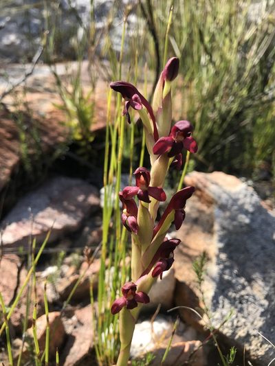Disa comosa, photographed by Ren Hoekstra