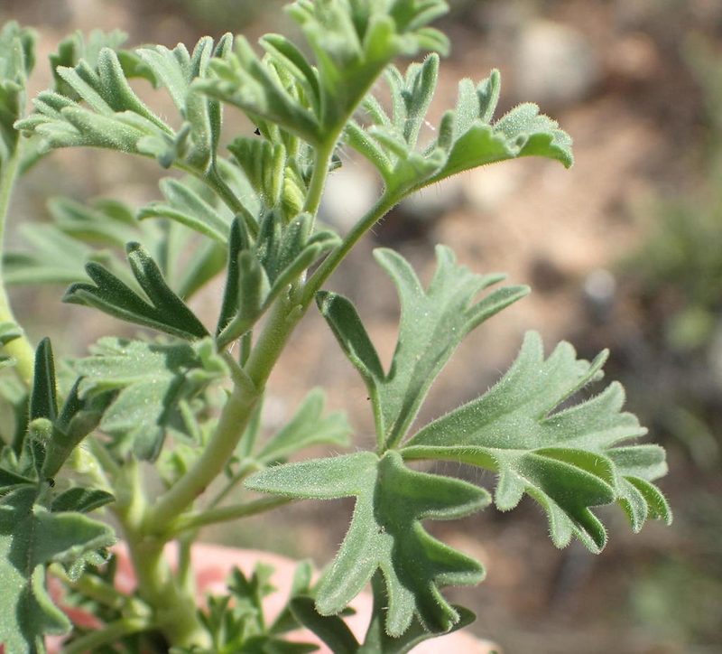 Pelargonium exhibens, photographed by Nicola van Berkel